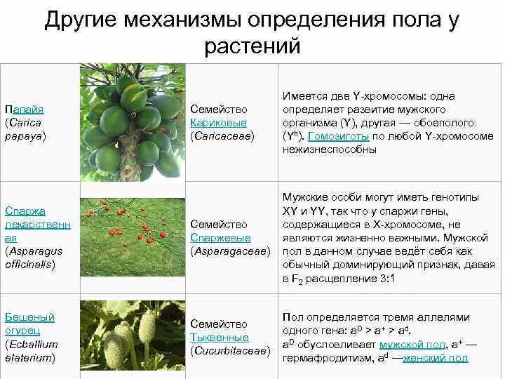 Когда происходит генетическое определение пола у человека. Определение пола у растений. Виды определения пола. Определение пола у животных. Механизмы определения пола.