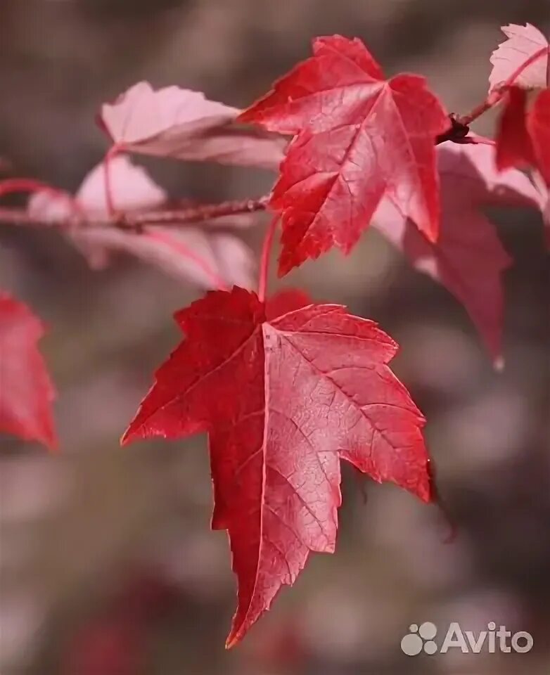 Tree Pictures Red Maple Tree Leaves