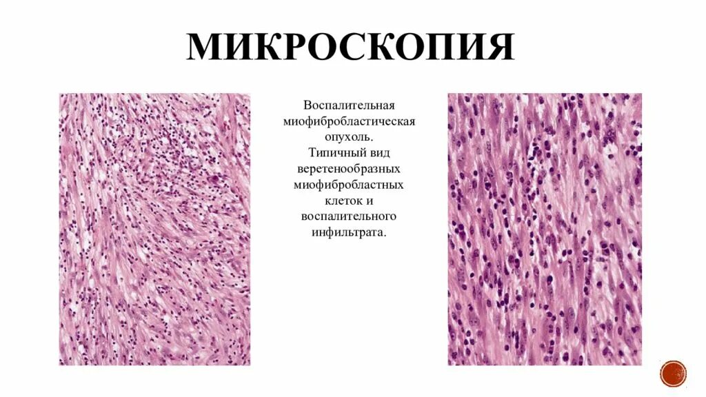 Под световым микроскопом. Микроскопии осадков мочи краевский в. Каштан конский микроскопия. Микроскопия мочи атлас. Церкоспороз микроскопия.