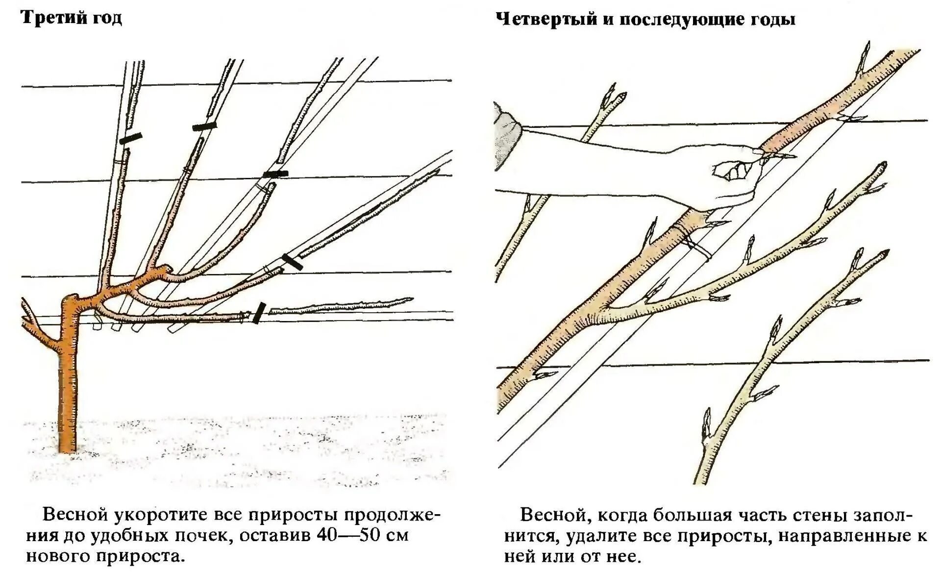 Ежевику надо обрезать весной