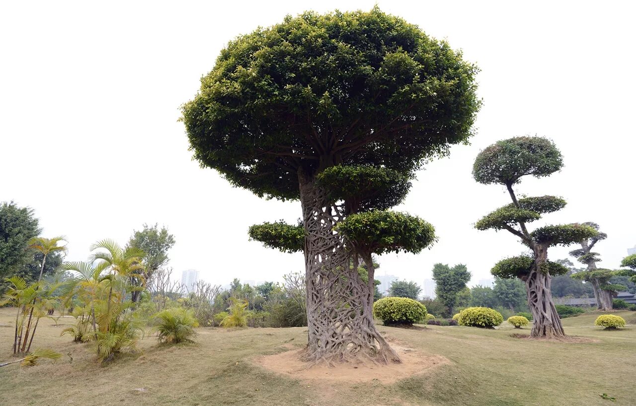 Редкое дерево растущее. Таксодиум мексиканский (Кипарис). Сейба дерево. Дерево Элайя Буйбон. Милорн дерево.