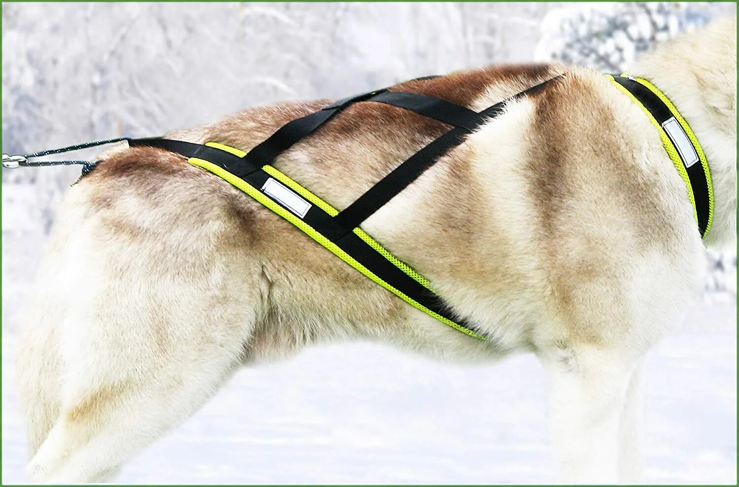 Ездовая шлейка. Шлейка comfy harness. ездовая шлейка веймаранер. шлея ездовая manmat. шлейка &quot;buddy&quot; мини 24001.