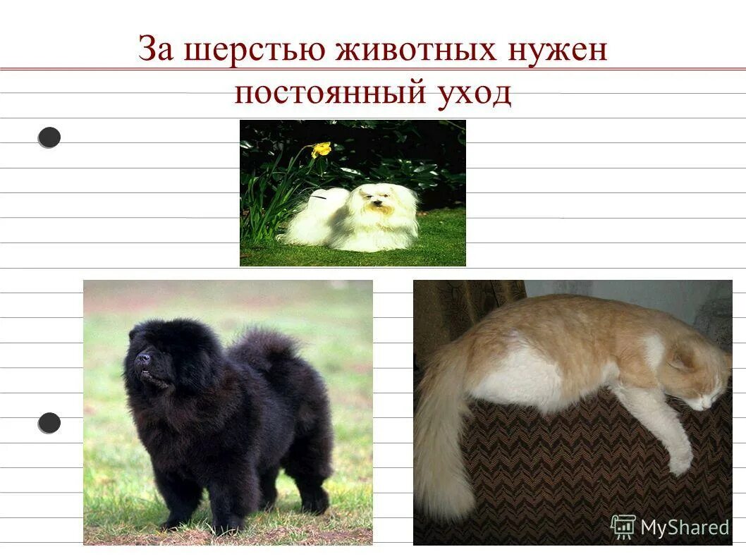 Работа нужна животных. Работа нужна животных. Защита бездомных животных. Зачем нужны животные проект. Профессия ветеринар.