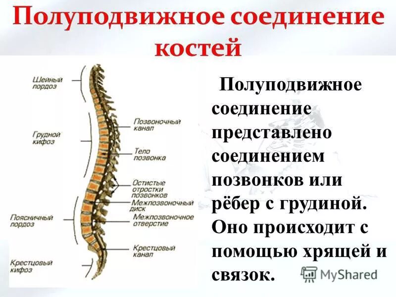 Кости полуподвижное соединение пример