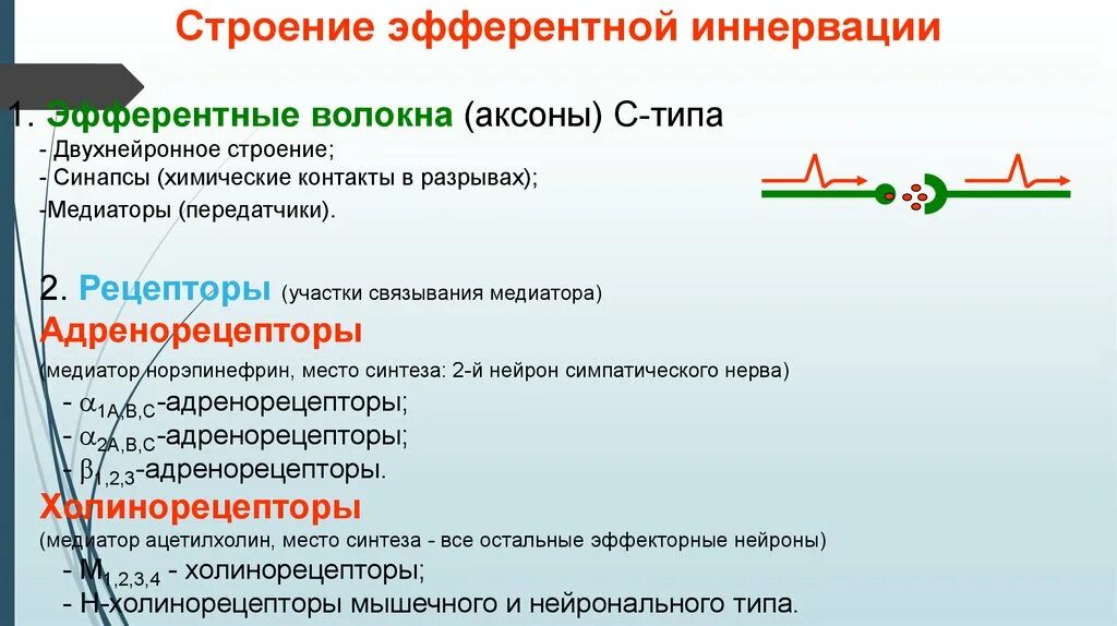 Эфферентная иннервация медиаторы. Лекарственные средства действующие на медиаторы. Эфферентная иннервация медиаторы типы рецепторов. Медиатор адренорецепторов.