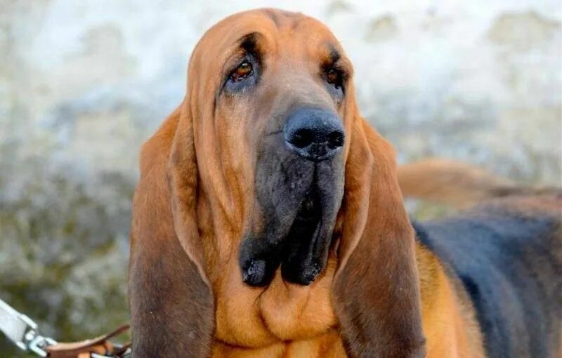 Bloodhound regression