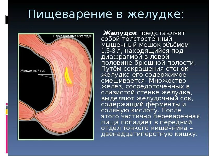 Плохо переваривается пища в желудке. Процесс пищеварения в желудке. Переваривание пищи в желудке. Желудок переваривает пищу.