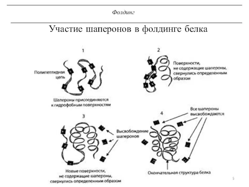 Белки стресса. Фолдинг белков шапероны биохимия. Фолдинг белков. Роль шаперонов в фолдинге белка. Участие шаперонов в фолдинге белка. Третичная структура белка фолдинг.
