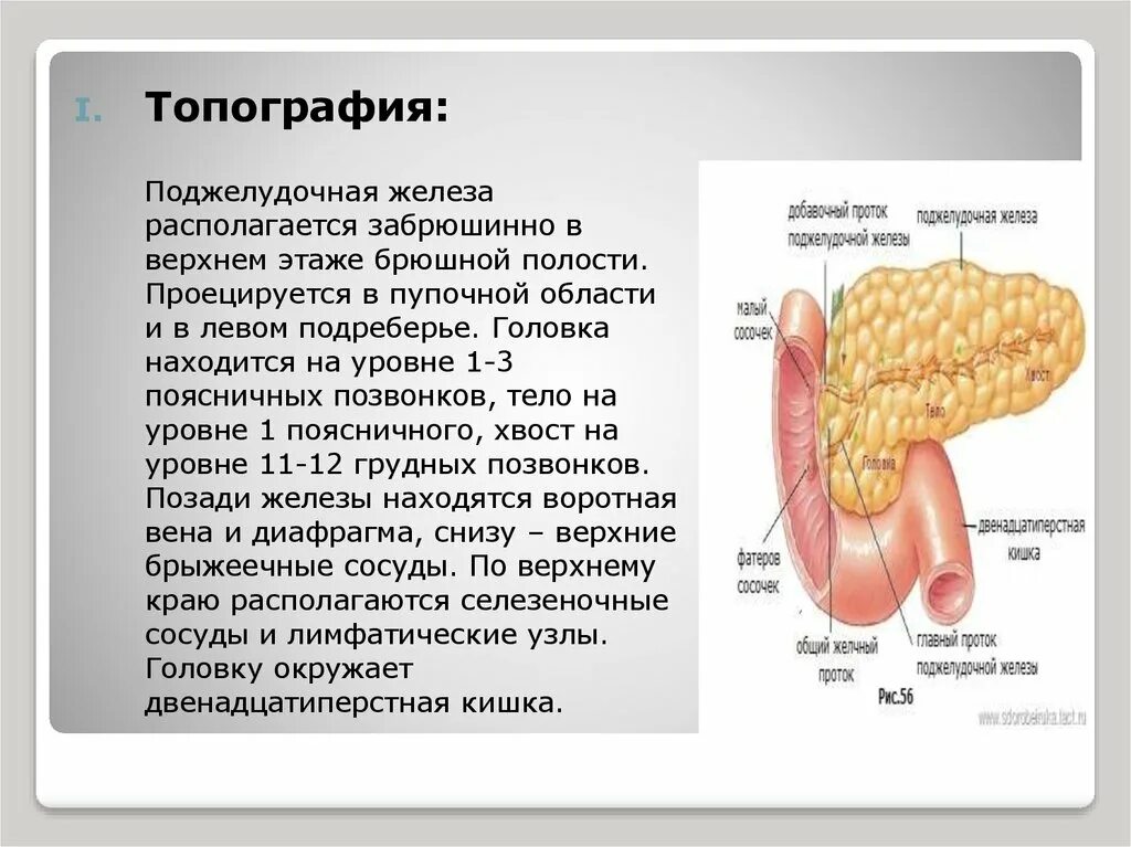 Поджелудочная железа топография строение функции. Структура поджелудочной железы анатомия. Поджелудочная железа расположена на уровне позвонков. Границы поджелудочной железы.