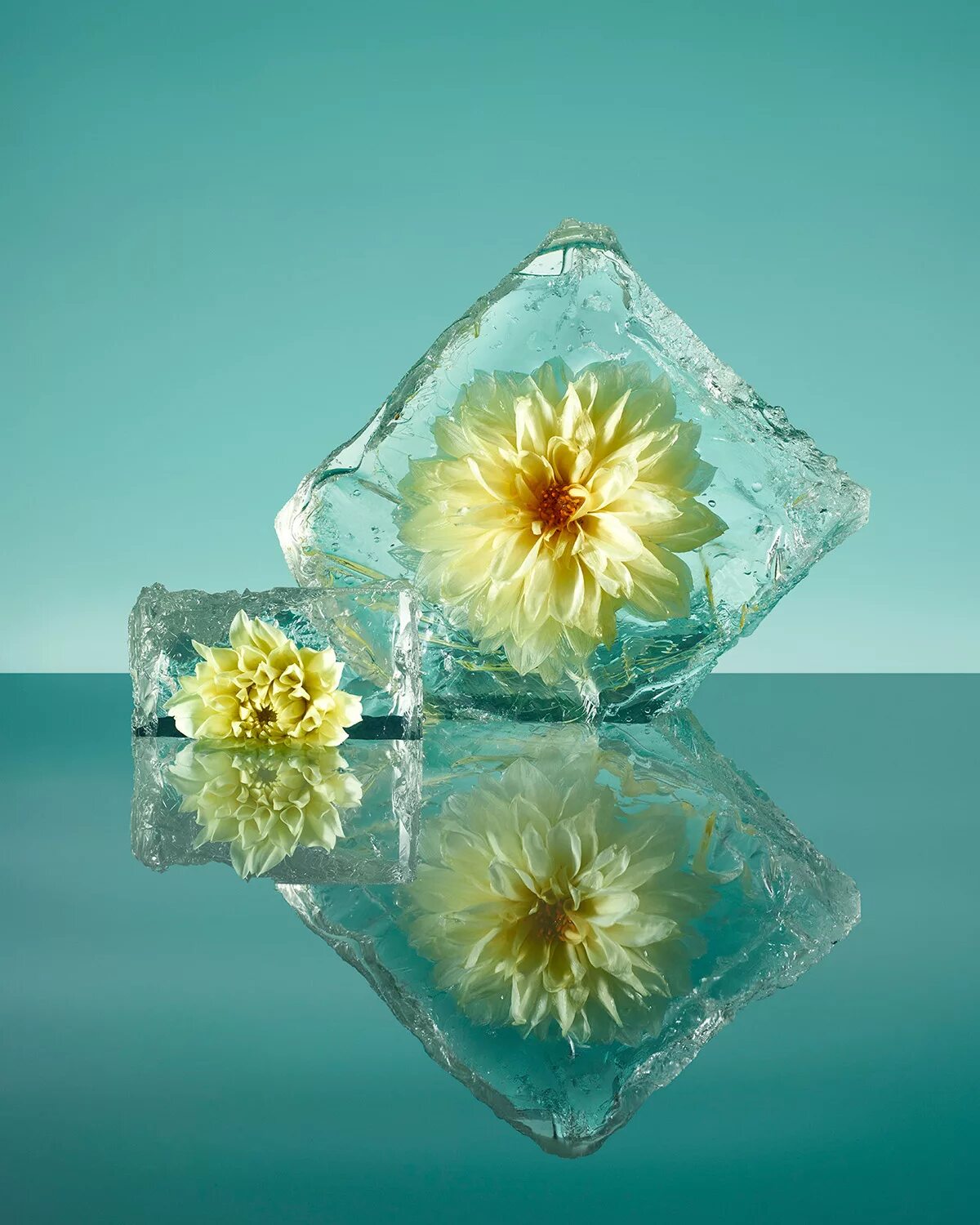 Куб с цветами внутри. Брюс Бойд замороженные цветы. Цветы во льду. Замороженные цветы во льду. Цветы в кубиках льда.