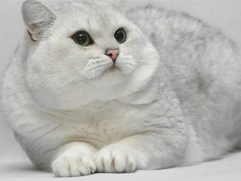 британский кот серебристая шиншилла. британская короткошёрстная шиншилла белая. британская королевская шиншилла белая. британская шиншилла кошка белая. кот шиншилла белый.