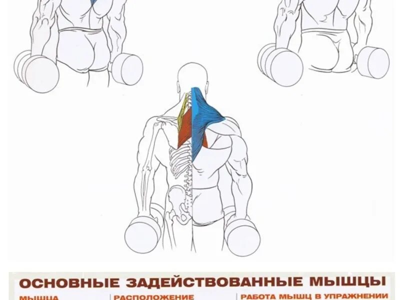 Упражнения на трапециевидную. Шраги с гантелям мышцы. Шраги анатомия. Прокачка шраги гантелями. Упражнения для прокачки трапеции.