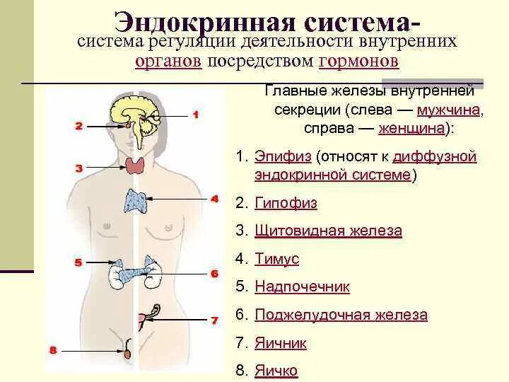 Железы внутренней секреции человека 8 класс биология. Функции эндокринная система железы внутренней секреции. Эндокринная система внешней секреции. Функции гормонов желез внутренней секреции.