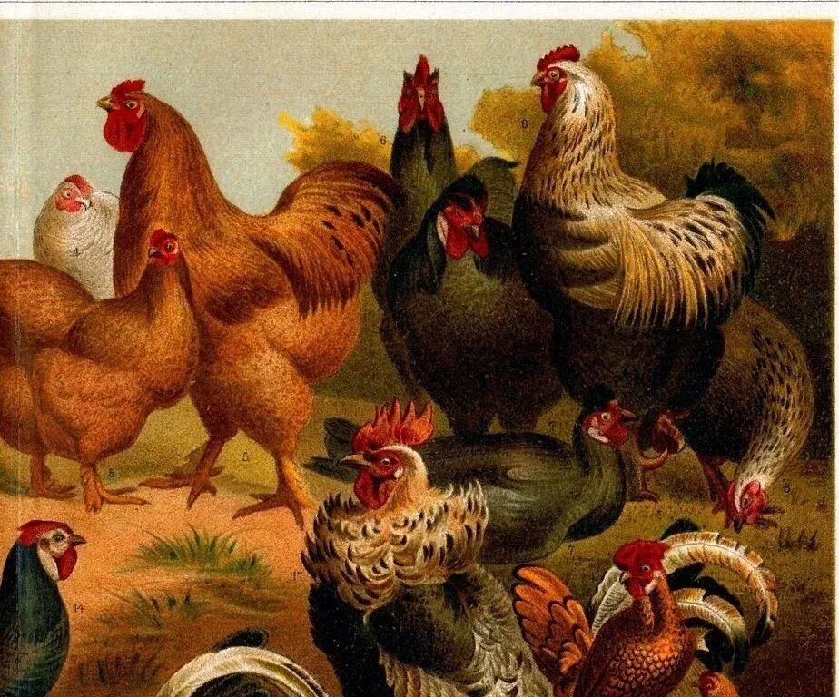 Петуха 7
