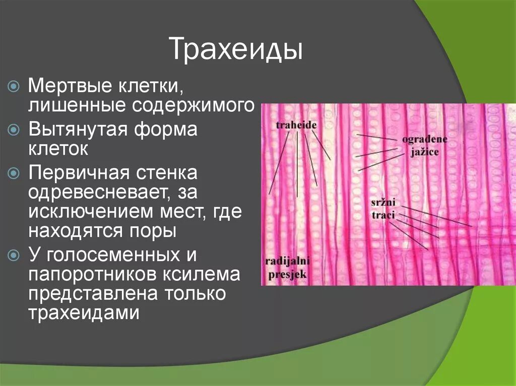 Образована живыми или мертвыми клетками. Древесина трахеиды функция. Трахеиды у растений функции. Сосуды трахеиды функции. Строение трахеид хвойных.