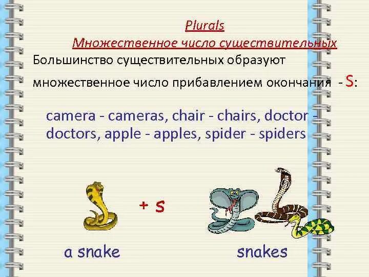 Множественное число слова radio. Plural of Nouns множественное число существительных. Plurals множественное число существительных. Spider множественное число. Spider во множественном числе на английском языке.