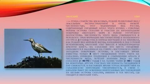 Латинское название какой птицы сахалина