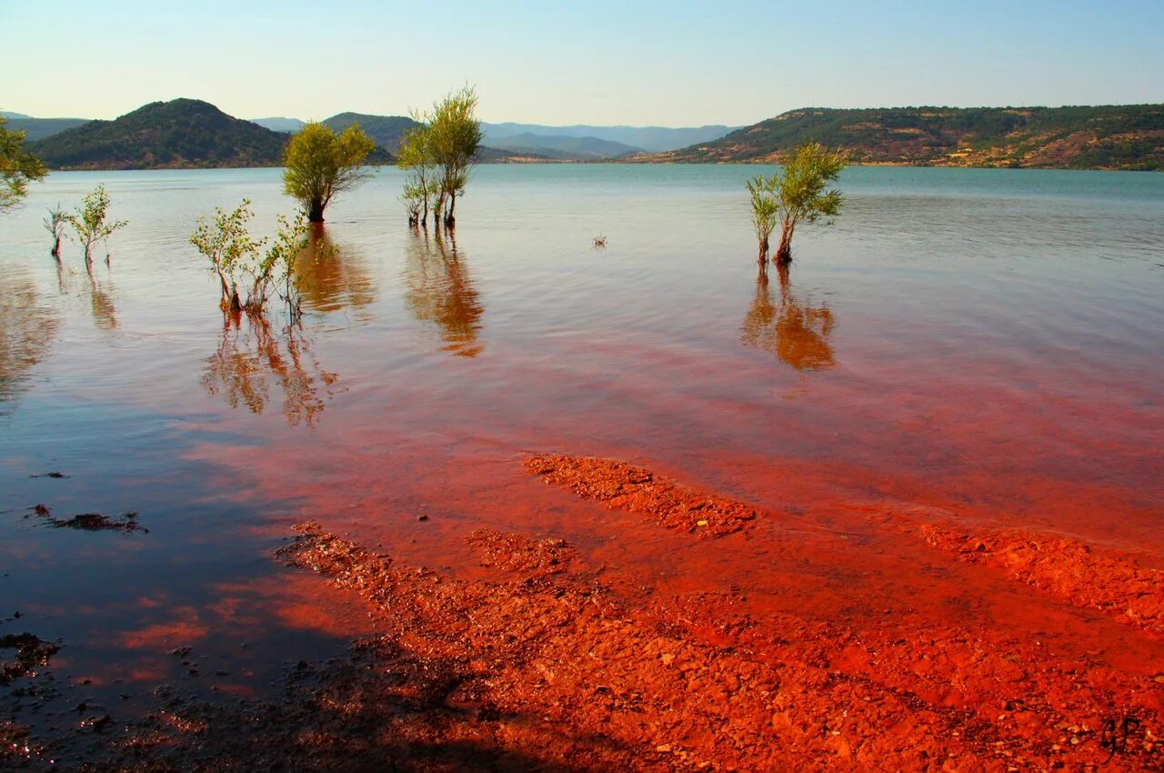 Цветущие водоросли. Красное море цветение водорослей. Красный прилив водоросли. Динофлагелляты красный прилив. Красный прилив Флорида.