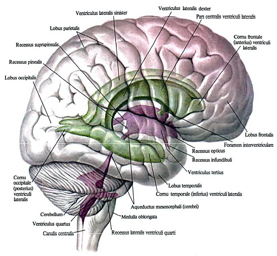 Боковые желудочки головного мозга анатомия. Строение боковых желудочков головного мозга анатомия. Структура 3 желудочек головного мозга. III желудочек, ventriculus Tertius. Затылочные рога