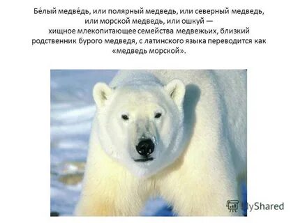 Почему белого медведя внесли в красную книгу
