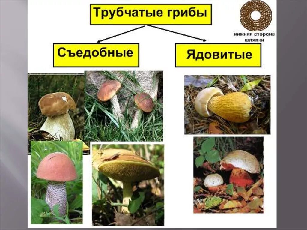 Различие пластичных грибов и трубчатых грибов. Несъедобные трубчатые грибы. Трубчатые ядовитые грибы названия. Несъедобные трубчатые грибы названия. Ядовитые Шляпочные грибы.