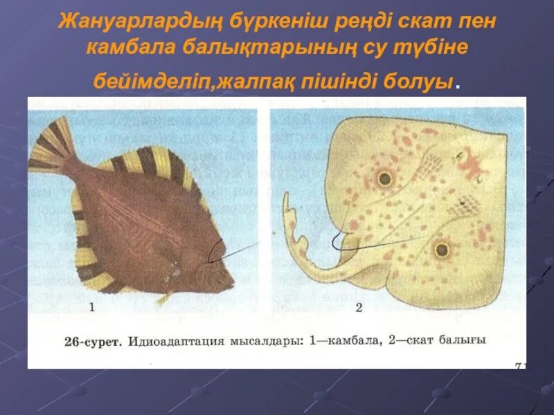 Биологическое значение приспособлений камбалы морской. Скат и камбала. строение камбалы. внутреннее строение камбалы. камбала превращение.