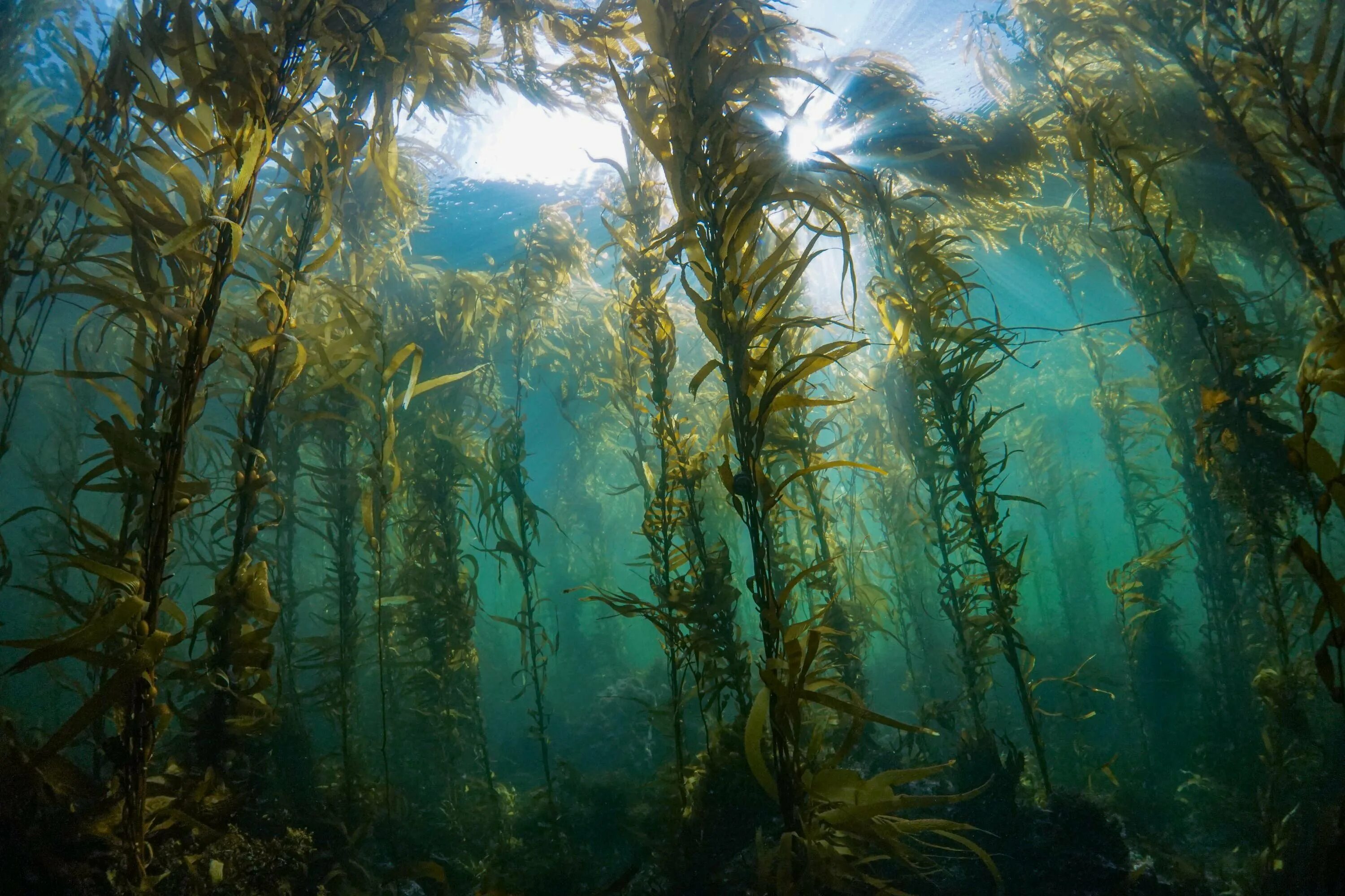 Бурые водоросли являются самыми глубоководными водорослями. Бурые водоросли макроцистис. Келп водоросли. Водоросли келп ламинариевые. Ламинария Kelp.
