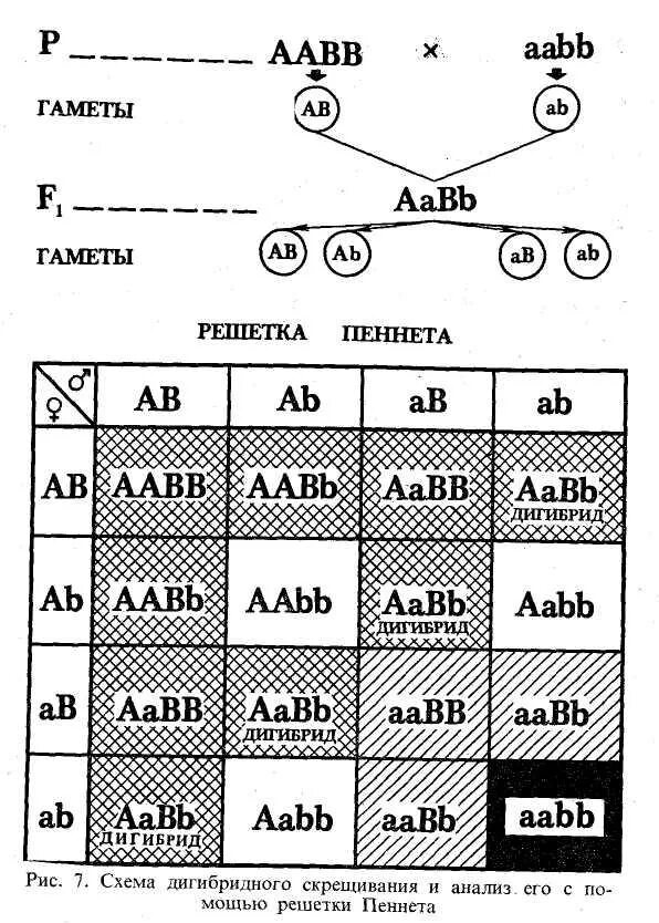 Aabb aabb полное доминирование. Генетические задачи решетка Пеннета. Решетка Пеннета дигибридное скрещивание. Решетка Пеннета генотип. Независимое наследование решетка Пеннета.