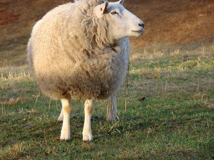 Копыта овцы. Копыта овцы. Копыта овцы. Копыта овцы. Копыта овцы.