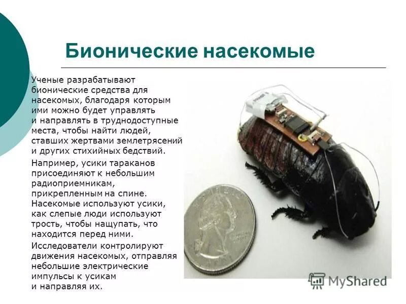 роль насекомых в жизни человека. муравьи общественные насекомые. по каким действиям насекомых ученые. по каким действиям насекомых ученые. рассказ о муравьях.