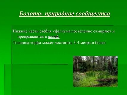 Болото это естественное искусственное или пресное