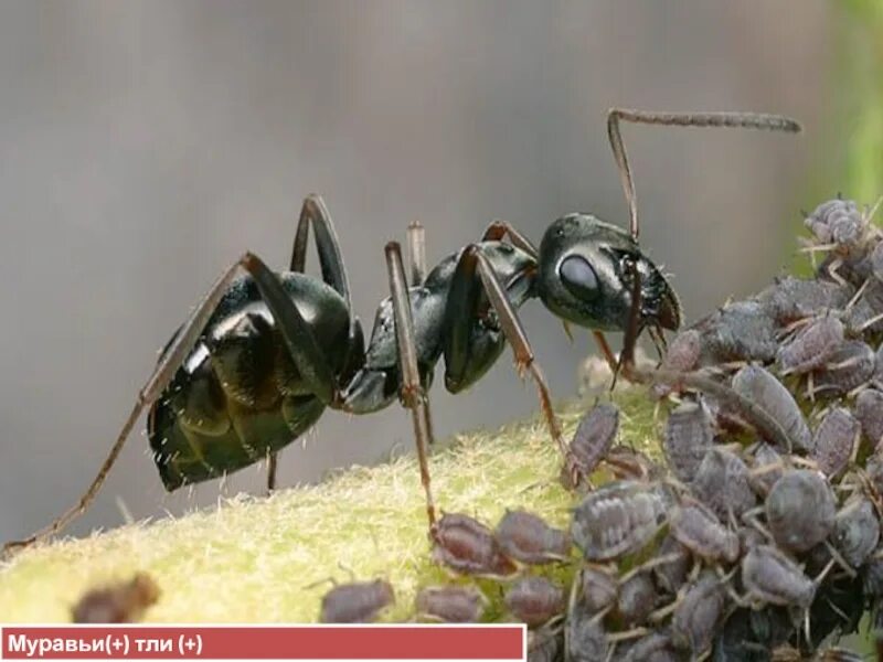 Муравьи Формика фуска. Бурый Лесной муравей Formica Fusca. Formica Fusca матка. Formica Fusca Linnaeus. Отношения между тлей и муравьев