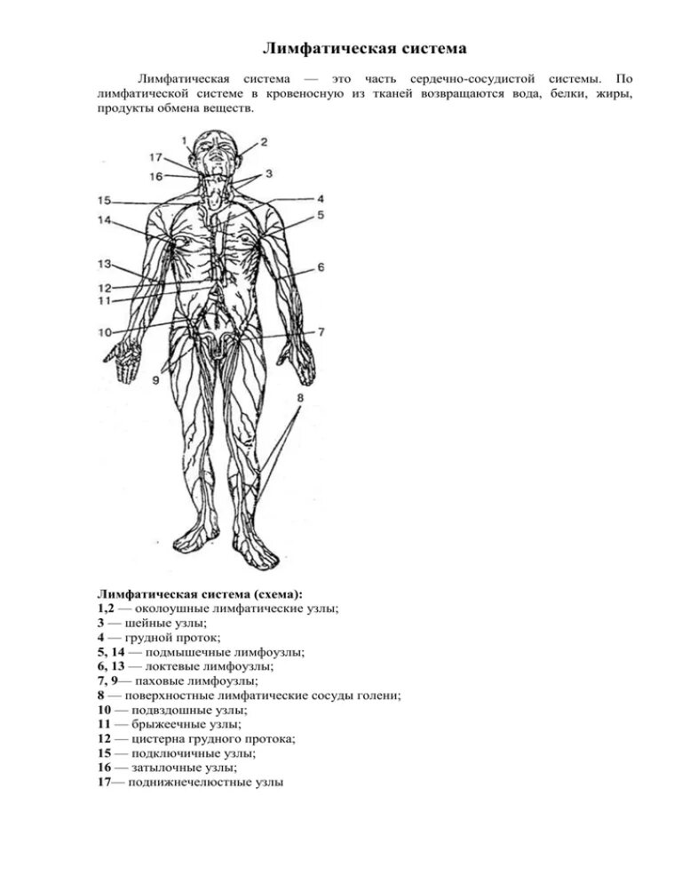 Околоушные лимфатические узлы схема. Расположение лимфатических узлов на теле человека. Лимфоузлы человека схема. Лимфатические узлы на теле человека схема у мужчин. Лимфоузлы на теле женщины схема