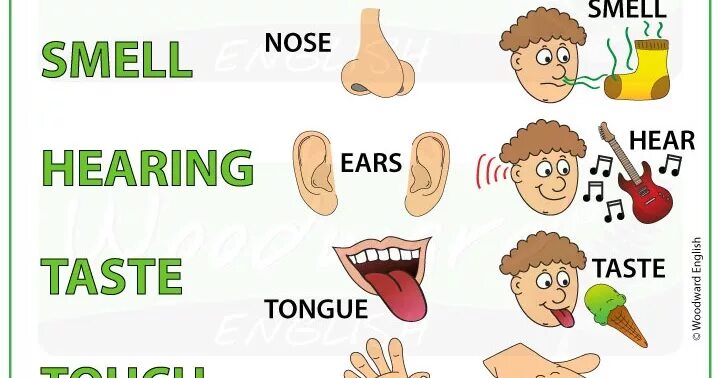 I can hear you well. Ears картинка для детей на английском. Five senses in English. Наглядные пособия по английскому языку. Раздаточный материал части тела на английском.