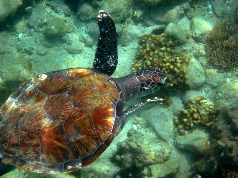 Turtle отзывы. Черепаший остров Фуджейра. Черепашачьи острова Фуджейра. Фуджейра черепахи. Черепаший остров индийский океан Фуджейра.