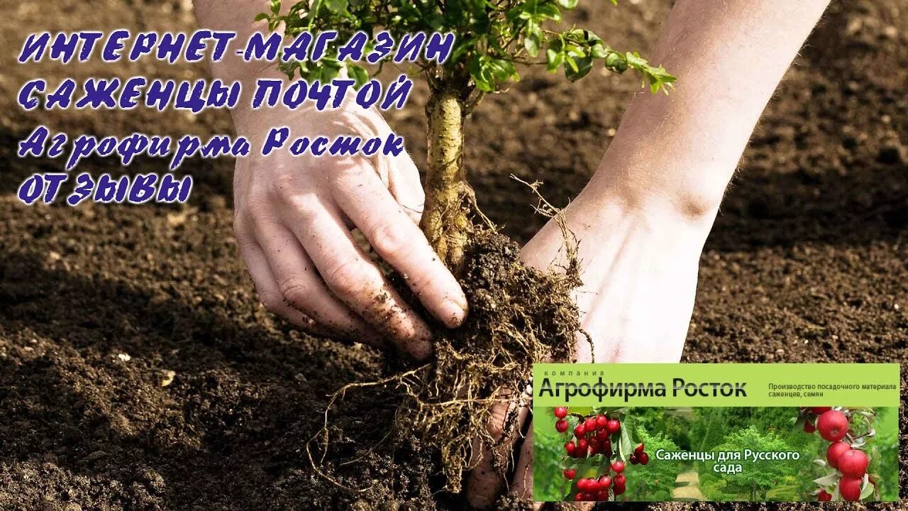 Сайт росток питомник челябинск. Питомник растений Росток. Питомники саженцев Росток. Росток Челябинск саженцы питомник. Питомник Росток саженцы интернет.