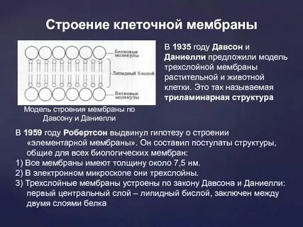 Изучение свойств клеточной мембраны лабораторная 10