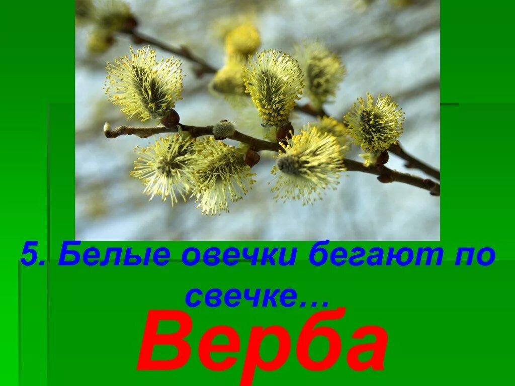 Подросток бежит. Белые овечки бегают по свечке. Бег в лесу. Бег девушки. Бегущий человек фото.