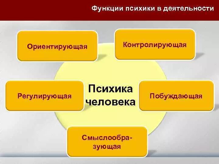 Функция психической организации. Функции психики. Основные функции психики. Ориентирующая и регулирующая функции психики.. Перечислите основные функции психики.