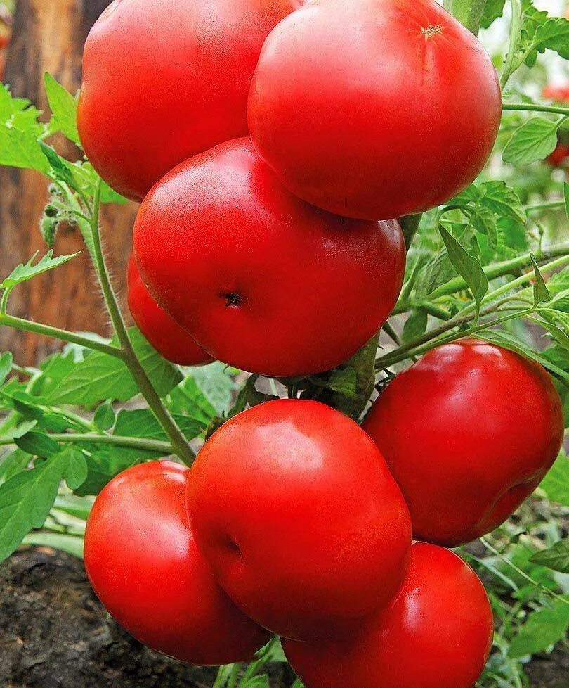 Томат воевода. Томат дальний кордон 0,2г (аэлита). Томат воевода характеристика и описание f1. Томат воевода. Томат воевода ф 1.