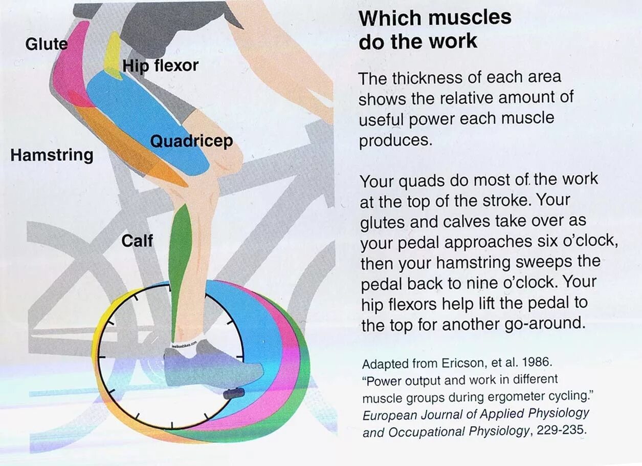 Велосипед какие мышцы работают у женщин. Мышцы задействованные при езде на велосипеде. Мышцы щадействованные притезде на велосипеде. Группы мышц при езде на велосипеде. Какие мышцы тренирует велосипед.