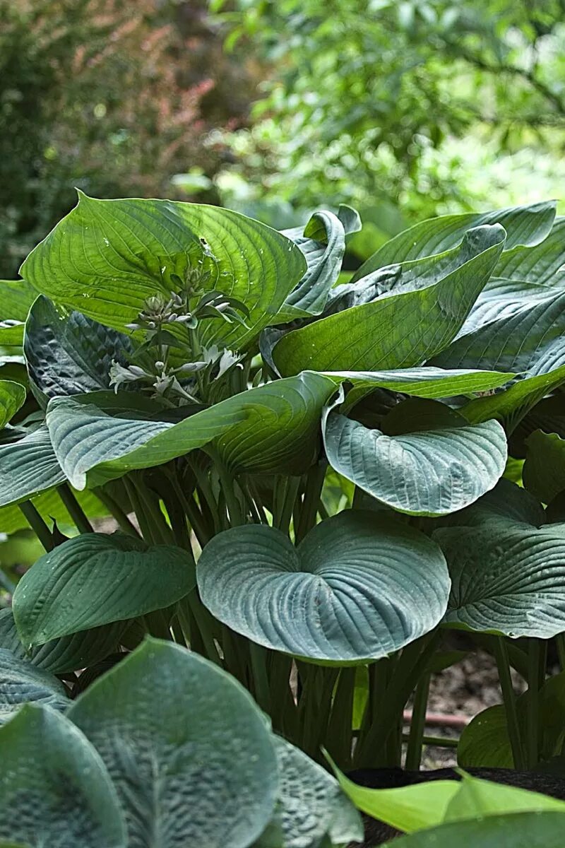 Ву хост. Хоста empress wu. хоста (hosta `empress wu`). хоста гигантская empress wu. хоста empress wu (императрица ву).