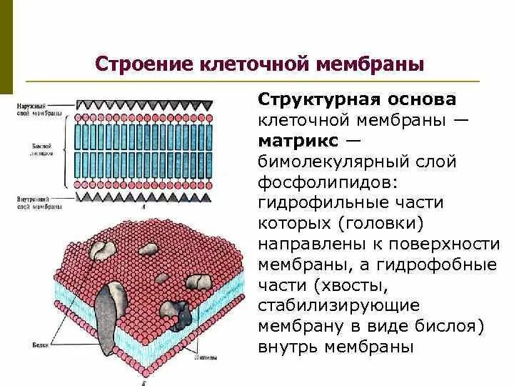 Гидрофобная мембрана клетки. Матрикс клеточная мембрана. Строение мембраны гидрофильные и гидрофобные. Липидный бислой структурная основа биологических мембран клетки. Слои образующие мембрану клетки