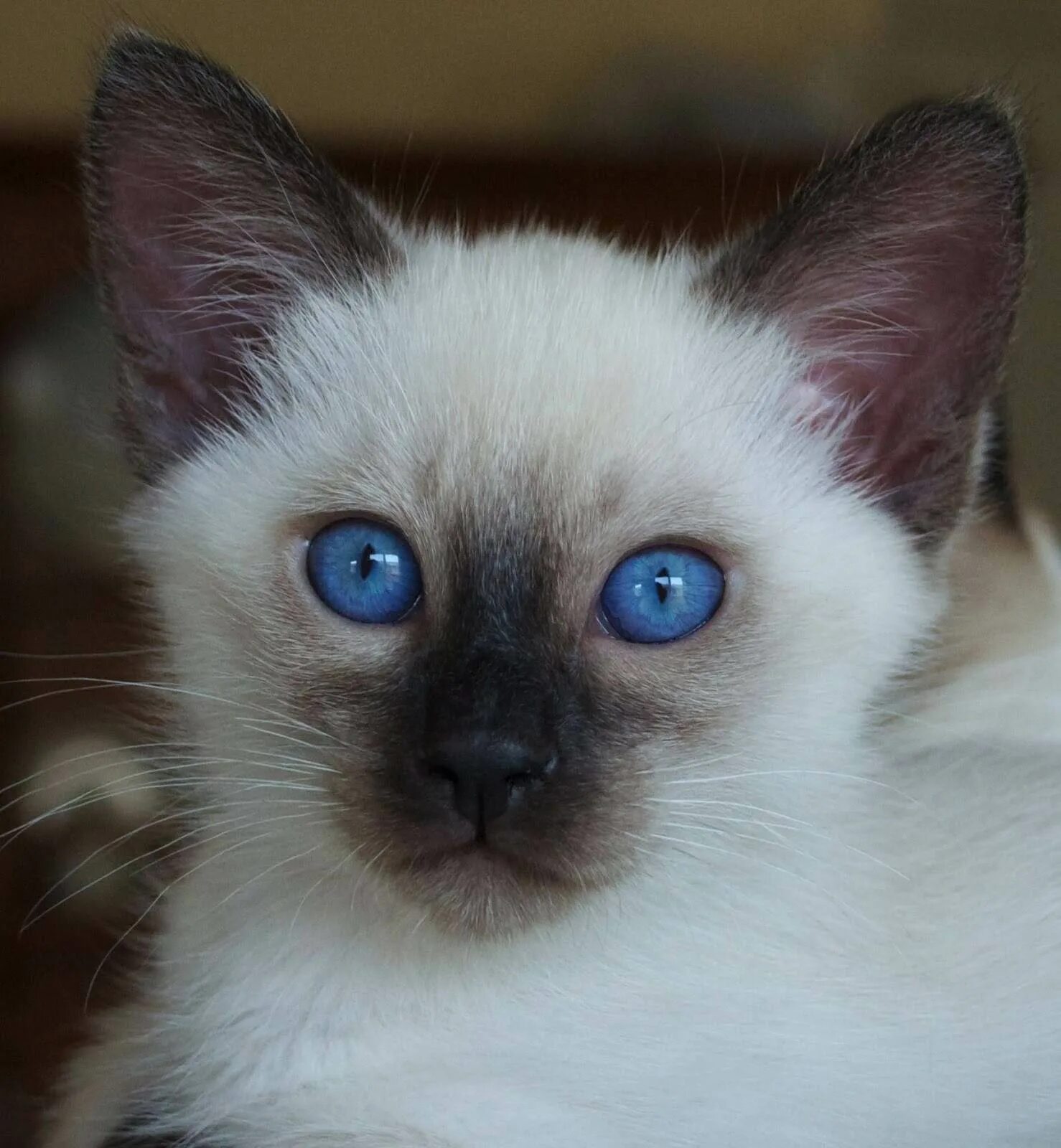 Породы котов с голубыми глазами. Балинезийская кошка. Сиамская полинизийская кошка. Сиамская Балинезийская. Сиамский балинезийский кот.
