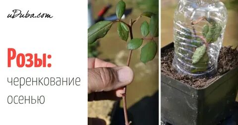 Черенкование роз поздней осенью