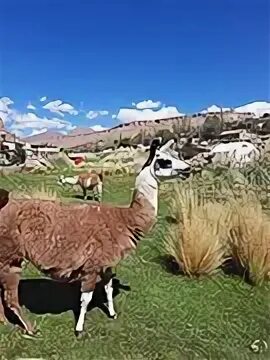 Ламы лагерь. Лагерь улыбка ивановская область. Детский лагерь иваново ломы. Кататься на ламе. Зоопарк лимпопо нижний новгород.