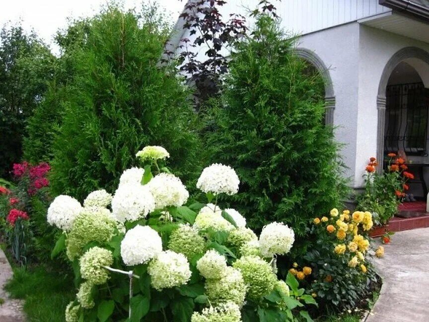 сочетание гортензии и розы - Пошук Google Hydrangea landscaping, Hydrangea garde
