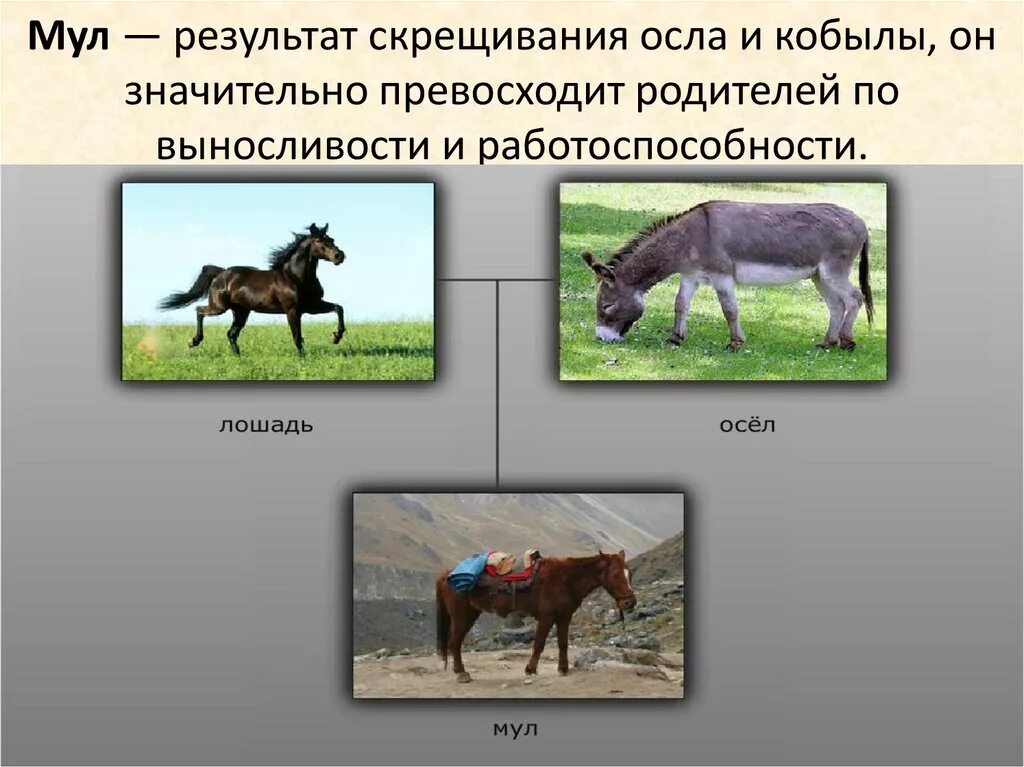 5 межвидовых гибридов. Лошак это гибрид осла и лошади. Аутбридинг Лошак и мул. Отдаленная гибридизация мул Лошак. Лошак селекция.