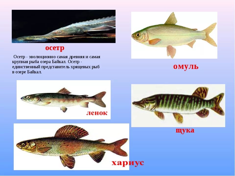 Какая рыба водится в озере. Рыбы Байкала. Рыбы обитающие в Байкале. Рыба Байкала названия. Рыбы обитающие в Озерах.