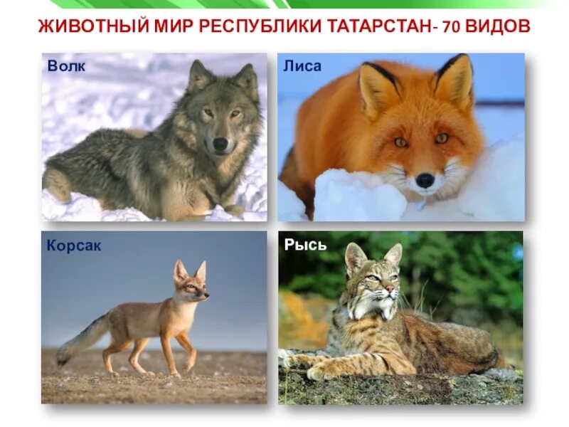Мир рт. Животный мир татарстана. животные красной книги татарстана. животные из красной книги татарс. дикие животные татарстана.
